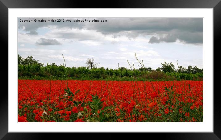 Champ des coquelicots (un) Framed Mounted Print by malcolm fish