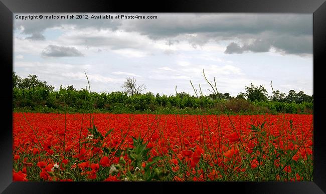 Champ des coquelicots (un) Framed Print by malcolm fish