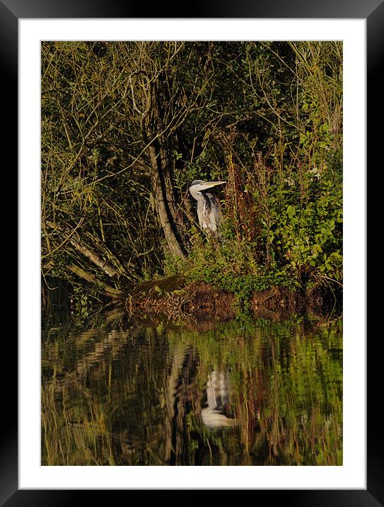 Reflecting Heron Framed Mounted Print by Nigel Matthews