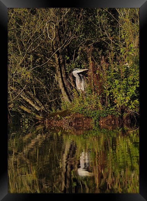 Reflecting Heron Framed Print by Nigel Matthews