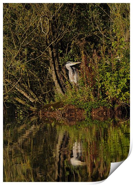 Reflecting Heron Print by Nigel Matthews