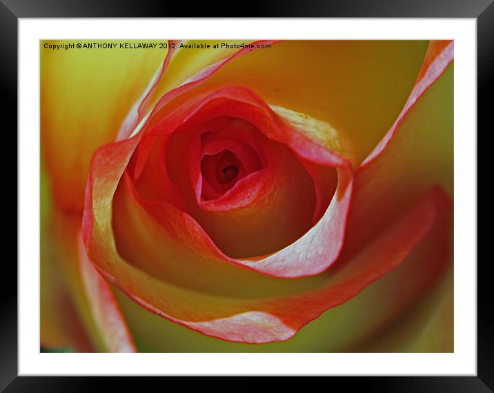 into the rose Framed Mounted Print by Anthony Kellaway