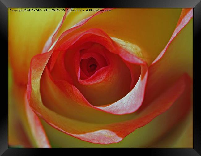 into the rose Framed Print by Anthony Kellaway