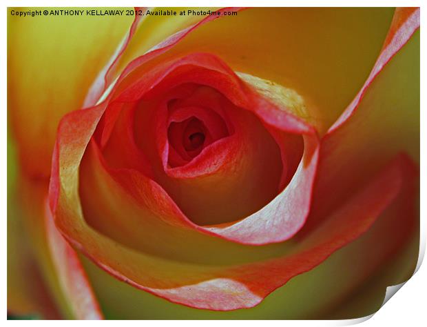 into the rose Print by Anthony Kellaway
