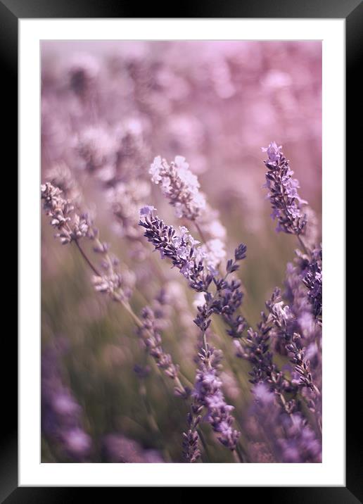 English Lavender Fields Framed Mounted Print by Vikki Davies