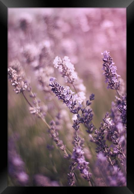 English Lavender Fields Framed Print by Vikki Davies
