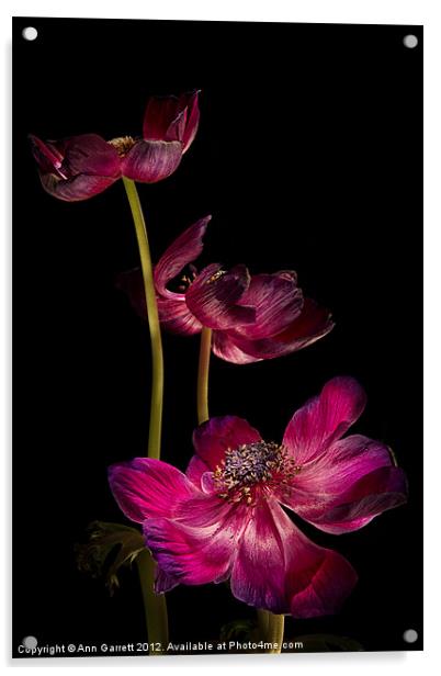 Three Purple Anemones Acrylic by Ann Garrett