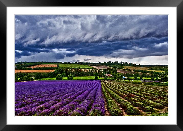 A Storm over the Lavender field. Framed Mounted Print by Dawn Cox