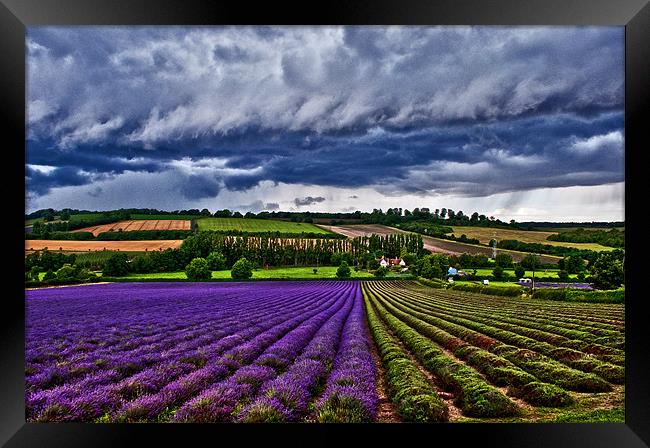 A Storm over the Lavender field. Framed Print by Dawn Cox