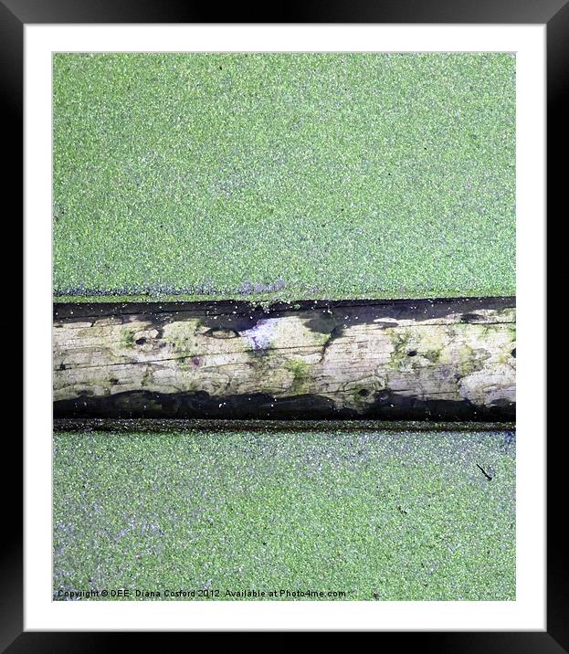 Tree trunk floating in pondweed Framed Mounted Print by DEE- Diana Cosford