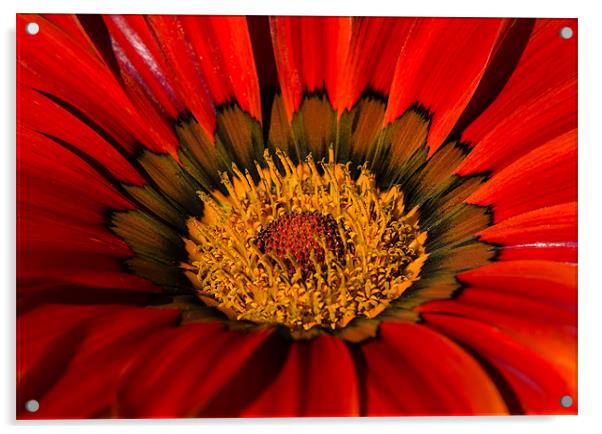 Explosion of Bloom Acrylic by Darren Frodsham