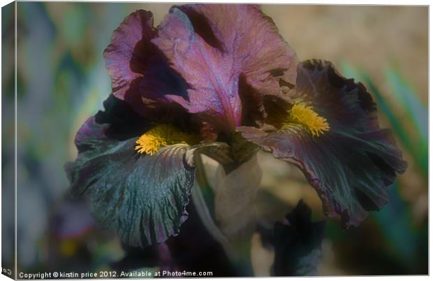 velvet iris Canvas Print by kirstin price