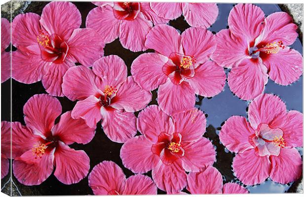 Pink fluted Hibiscus floating on Water Canvas Print by Arfabita  