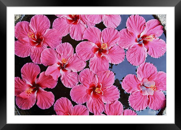 Pink fluted Hibiscus floating on Water Framed Mounted Print by Arfabita  