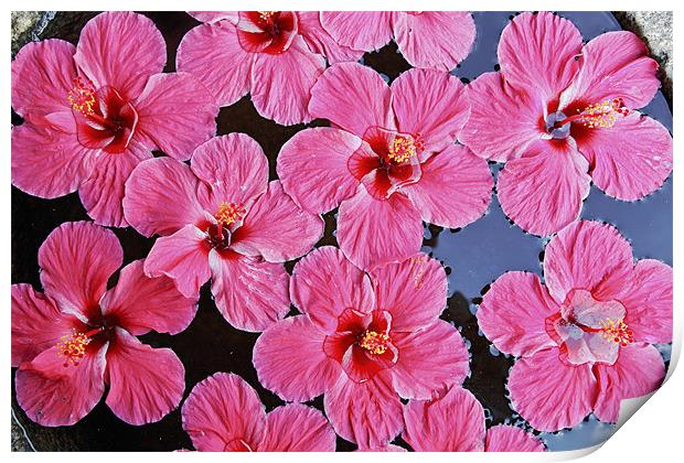 Pink fluted Hibiscus floating on Water Print by Arfabita  
