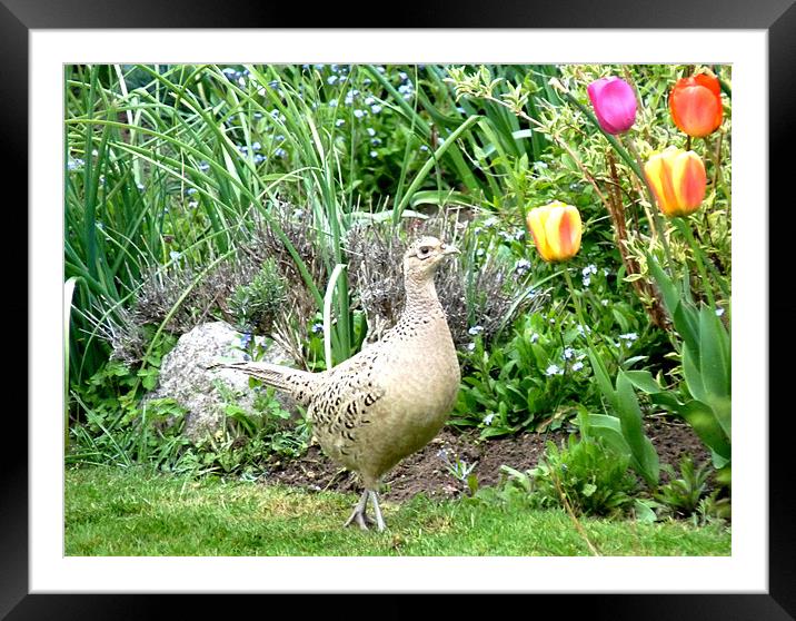 Hen Pheasant Framed Mounted Print by Noreen Linale