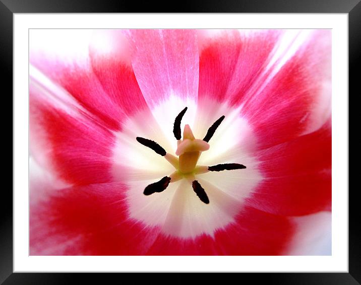 Pink And WhiteTulip Framed Mounted Print by Noreen Linale