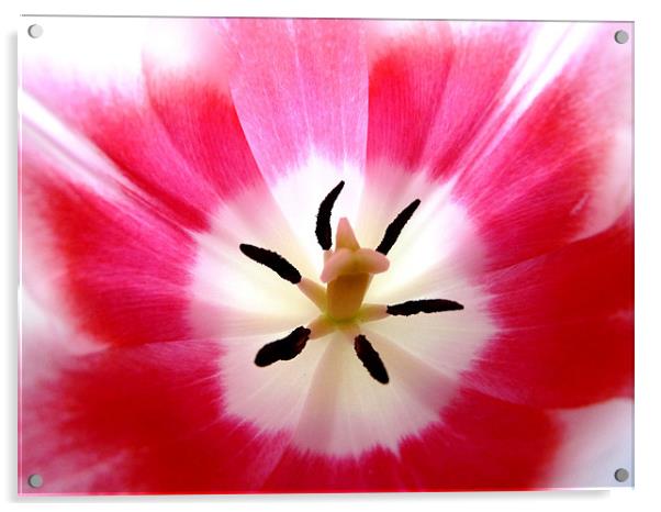 Pink And WhiteTulip Acrylic by Noreen Linale