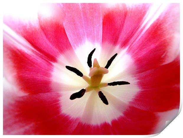 Pink And WhiteTulip Print by Noreen Linale