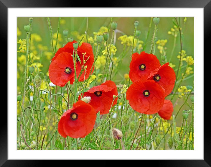 Red Poppies And Rapeseed Framed Mounted Print by Noreen Linale