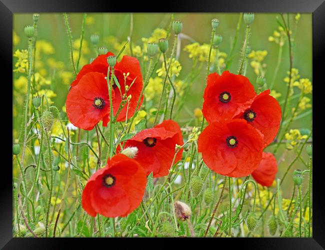 Red Poppies And Rapeseed Framed Print by Noreen Linale