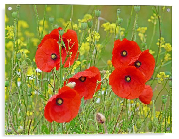Red Poppies And Rapeseed Acrylic by Noreen Linale
