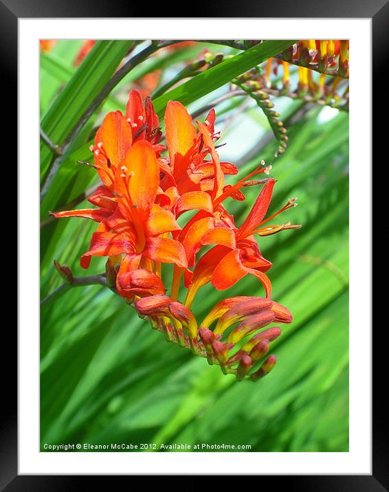 Fire Red! Framed Mounted Print by Eleanor McCabe