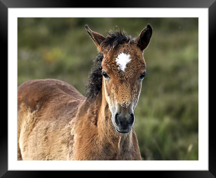 New Forest Foal Framed Mounted Print by Jennie Franklin