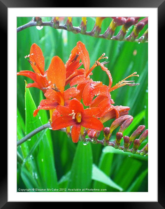 Summer Water Droplets! Framed Mounted Print by Eleanor McCabe