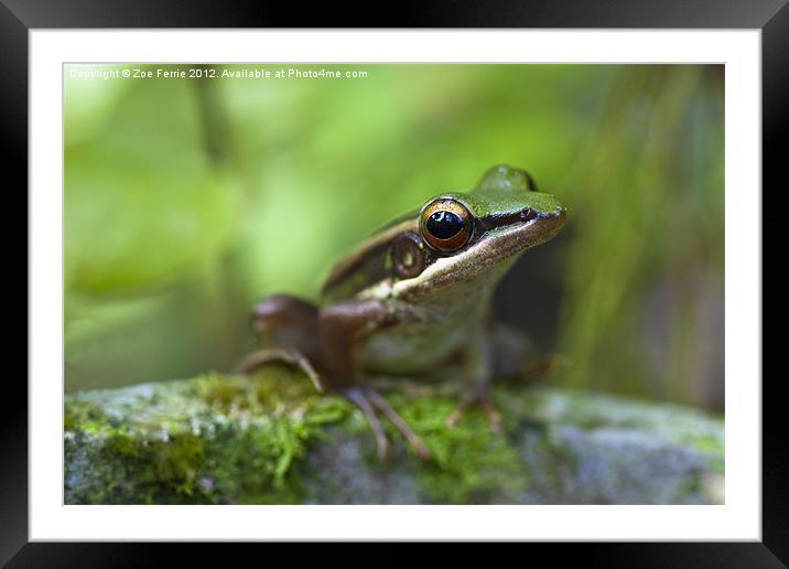 Common Greenback Frog Framed Mounted Print by Zoe Ferrie