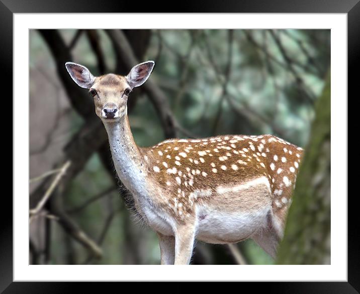 Doe Deer in the New Forest Framed Mounted Print by Jennie Franklin