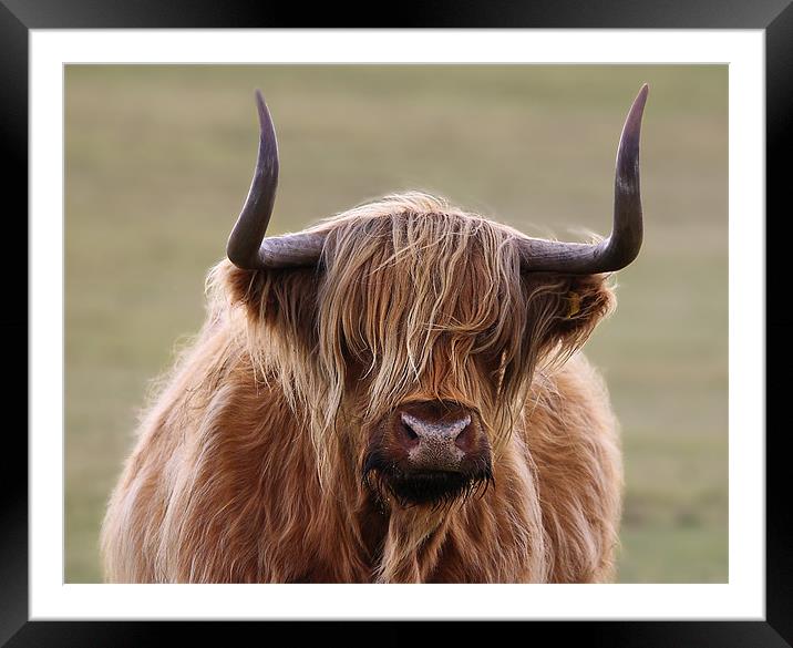 Highland Cow in the New Forest Framed Mounted Print by Jennie Franklin