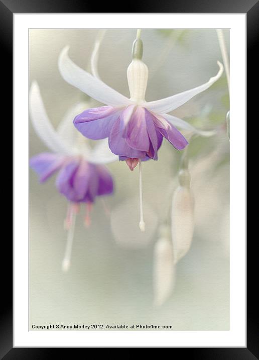 The Fuchsia's Bright Framed Mounted Print by Andy Morley
