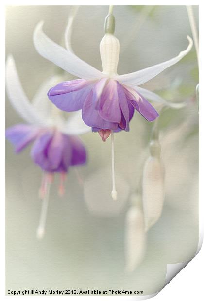 The Fuchsia's Bright Print by Andy Morley