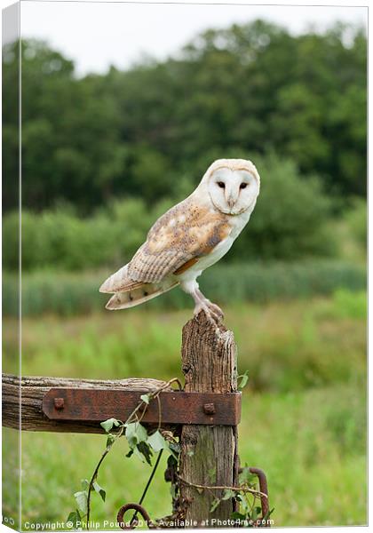 Barn Owl on Gate Post Canvas Print by Philip Pound