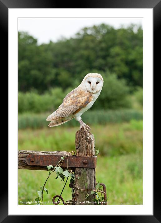 Barn Owl on Gate Post Framed Mounted Print by Philip Pound