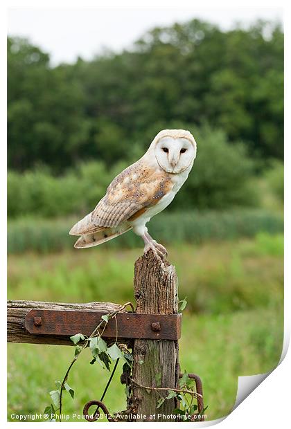 Barn Owl on Gate Post Print by Philip Pound
