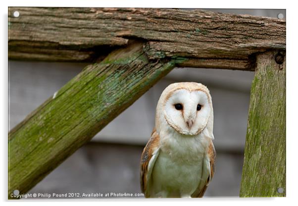 Barn Owl Acrylic by Philip Pound