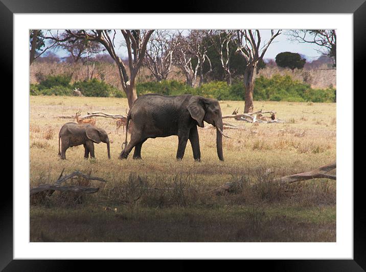 Mother and Calf, African Elephants in Tsavo nation Framed Mounted Print by Chris Barker