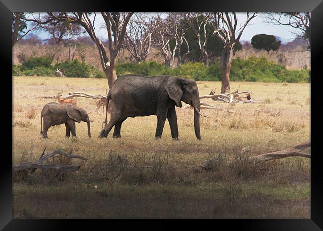Mother and Calf, African Elephants in Tsavo nation Framed Print by Chris Barker