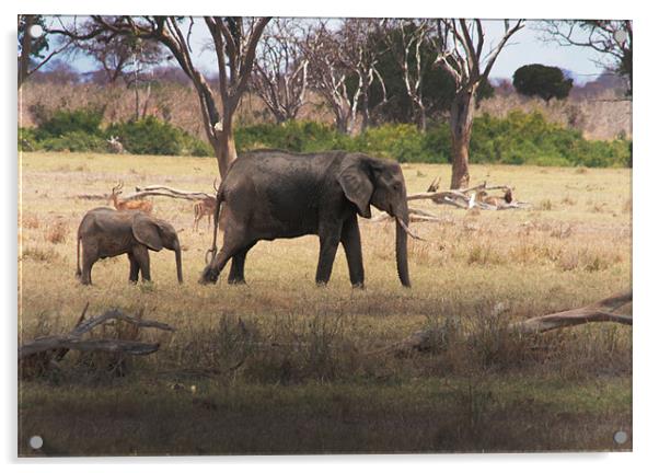 Mother and Calf, African Elephants in Tsavo nation Acrylic by Chris Barker
