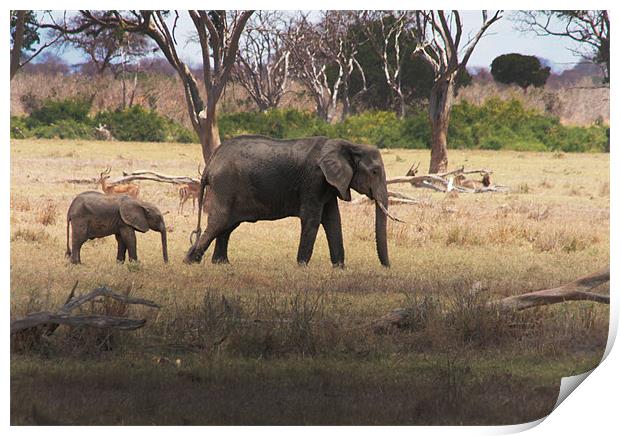 Mother and Calf, African Elephants in Tsavo nation Print by Chris Barker