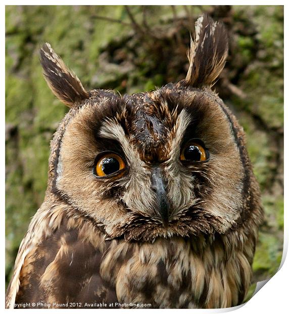 Long Eared Owl Print by Philip Pound