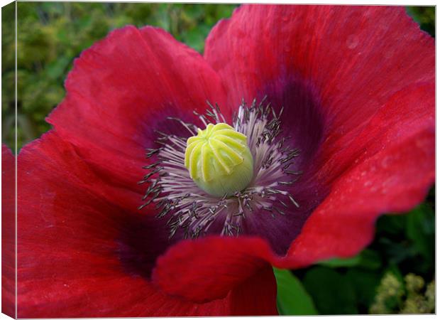 poppy in pink and purple Canvas Print by Heather Newton