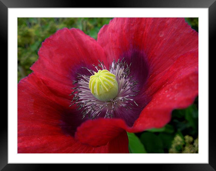 poppy in pink and purple Framed Mounted Print by Heather Newton