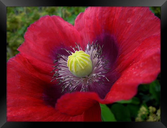 poppy in pink and purple Framed Print by Heather Newton