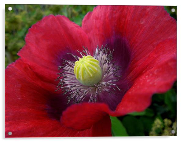 poppy in pink and purple Acrylic by Heather Newton