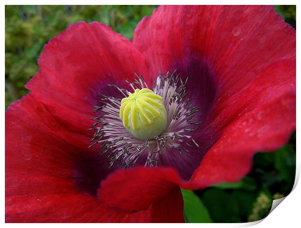 poppy in pink and purple Print by Heather Newton