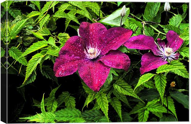 Clematis Ink Outline Canvas Print by Nigel Matthews