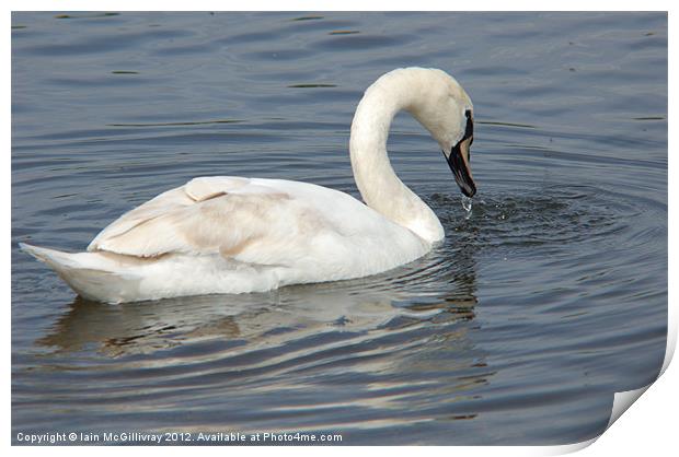 Swan Print by Iain McGillivray